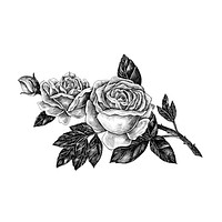 Hand drawn blooming rose isolated