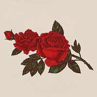 Hand drawn fresh red rose