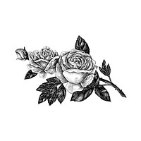 Hand drawn rose isolated on white background