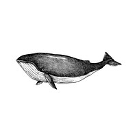 Hand drawn whale isolated on white background