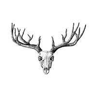 Hand drawn antlers isolated on white background