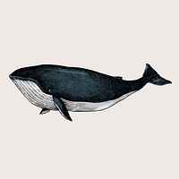 Hand drawn sketch of a whale