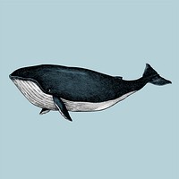 Hand drawn sketch of a whale