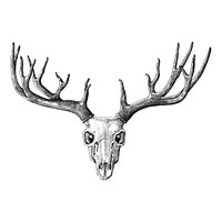 Hand drawn deer antler isolated
