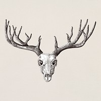 Hand drawn deer antler isolated