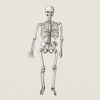 Human skeleton vintage style illustration