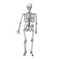 Hand drawn skeleton isolated on background