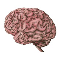Brain internal organ vintage style illustration