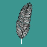 Hand drawn feather isolated on background