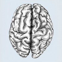 Hand drawn brain isolated on background