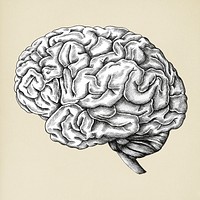 Hand drawn brain isolated on background