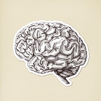 Hand drawn human brain sticker with a white border