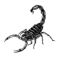 Deadly scorpion vintage style illustration
