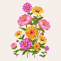 Beautiful zinnia flowering plant illustration