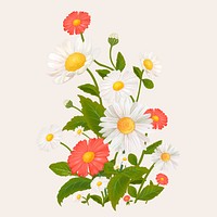 Beautiful daisy flowering plant illustration
