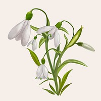 Beautiful snowdrop flowering plant illustration
