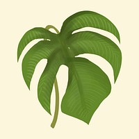 Hand drawn plant leaf isolated