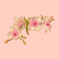 Drawing of orchid flowers