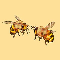 Illustration of two bees