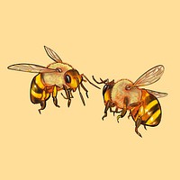 Illustration of two cute bees
