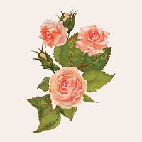 Illustration drawing of garden roses