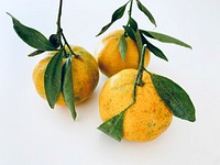 Free oranges image, public domain fruit CC0 photo.