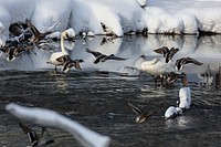 Mallards land near swans on the Gibbon River by Jacob W. Frank. Original public domain image from Flickr