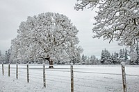 Big oak in snow, Willamette Valley, Oregon