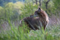 Coyote in Cades Cove. Original public domain image from Flickr