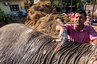 Veterinarian curing elephant's back, Sauraha, Chitwan District, Nepal, November 2017.