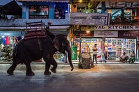 Elephant walking down street in Sauraha, Chitwan District, Nepal, November 2017.