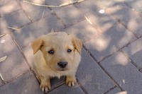 Cute Baby Dog with Sad Eyes