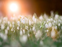 Snowdrop background. Free public domain CC0 image.