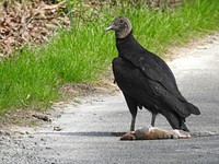 Black vulture Warren Bielenberg, March 2018.