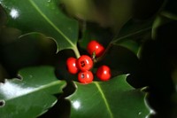 Holly leaf, red berries close up. Original public domain image from Flickr
