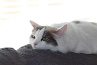 White cat with black spots lying on backrest of a couch. Original public domain image from Flickr