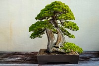Attendees of the 94th Annual Agricultural Outlook Forum (AOF) tour the National Arboretum where they were able to view, among other things, the National Bonsai & Penjing Museum in Washington, D.C., Feb. 21, 2018.