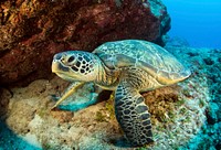 Green sea turtle close up. Free public domain CC0 image.