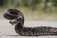 Rattlesnake. Original public domain image from Flickr