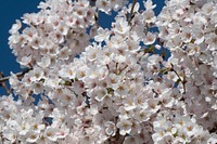 Cherry blossoms near the Tidal Basin, the U.S. Department of Agriculture (USDA) Whitten Building, and Forest Service (FS) Yates Building in Washington, D.C., on April 1, 2019. USDA Photo by Lance Cheung. Original public domain image from Flickr