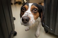 U.S. Department of Agriculture (USDA) Animal and Plant Health Inspection Service (APHIS) Plant Protection and Quarantine (PPQ) National Detector Dog Training Center (NDDTC) Training Specialist Monica Errico and Detector Dog Trainee Phillip demonstrating protocol training in Newnan, Georgia on April 4, 2019.