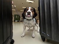 U.S. Department of Agriculture (USDA) Animal and Plant Health Inspection Service (APHIS) Plant Protection and Quarantine (PPQ) National Detector Dog Training Center (NDDTC) Training Specialist Monica Errico and Detector Dog Trainee Phillip demonstrating protocol training in Newnan, Georgia on April 4, 2019.