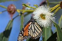 Monarch nectaring eucalyptus. Many scientists believe monarchs overwinter on the California coast to nectar on eucalyptus trees. Original public domain image from Flickr