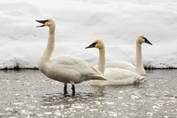 Trumpeter swans resting on the Madison River, USA. Original public domain image from Flickr