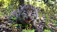 Kitten meowing and lying in forest. Original public domain image from Flickr