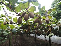Kiwi Fruit NZ