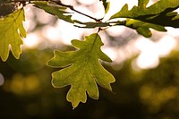 Autumn leaf aesthetic background. Free public domain CC0 photo.