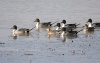 Tennessee NWR, Pintail. Original public domain image from Flickr