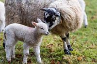 Sheep and lamb. Original public domain image from Flickr