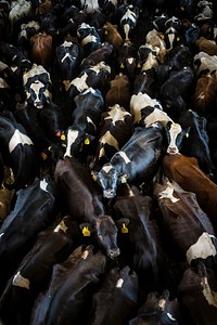 Vaqueria Ceiba Del Mar, in Arecibo, Puerto Rico, is one of the largest dairy producers on the island and was a recipients of the new Dairy Assistance Program due to Hurricane Maria.